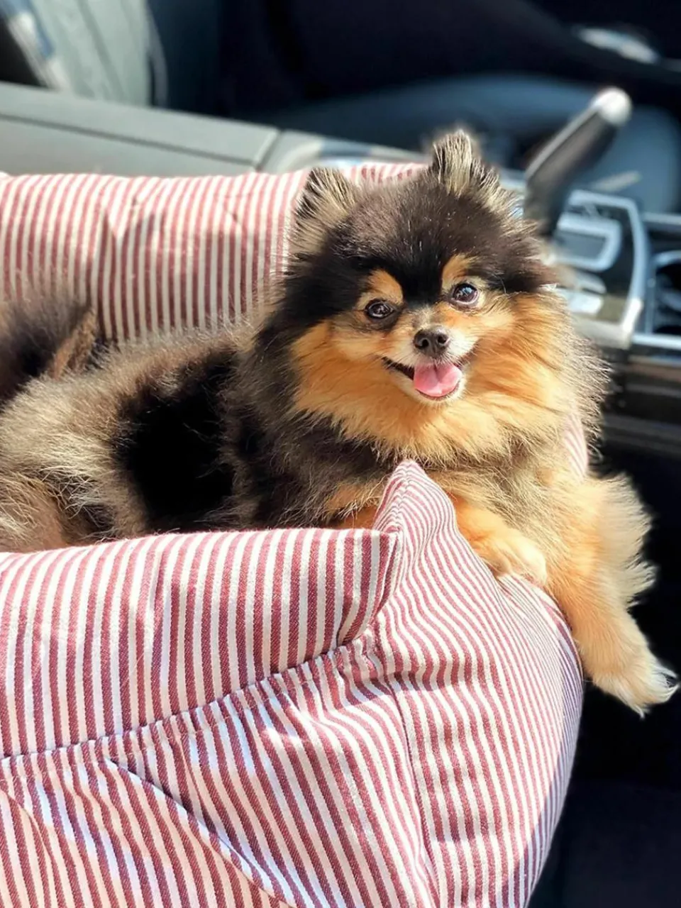 Autostoeltje voor huisdieren Premium met veiligheidsgordel, in verschillende maten^Wahre Tierliebe Fashion