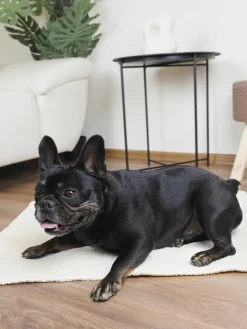 Bouclé hondendeken Balance, in verschillende formaten^Dandy Dog Online