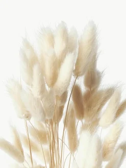 Droogbloemen Lagurus^Cooee Design Outlet