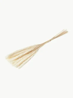 Droogbloemen Pampas^Cooee Design Clearance