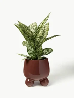 Grote plantenpot Olea, H 32 cm^Westwing Collection Hot
