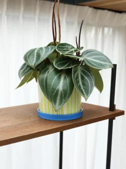 Handbeschilderde porseleinen plantenpot Ray^&k Amsterdam Fashion