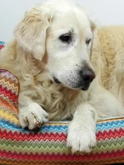 Handgemaakt hondenbed Zik Zak No. 2^Dandy Dog Online