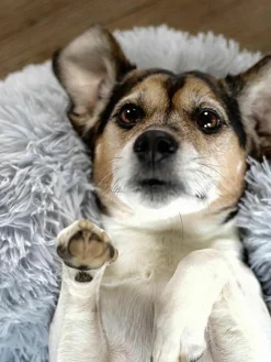 Huisdierbed Fluffy van teddy stof, in verschillende formaten^Wahre Tierliebe Hot