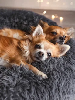 Huisdierbed Fluffy van teddy stof, in verschillende formaten^Wahre Tierliebe Online
