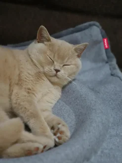 Kattenmand Flip^Hoopo Fashion