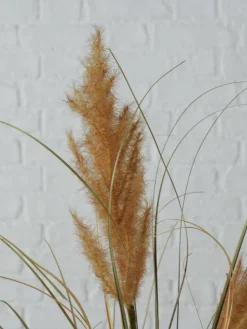 Kunstbloemen Pampasgras, 2-delig^Westwing Best